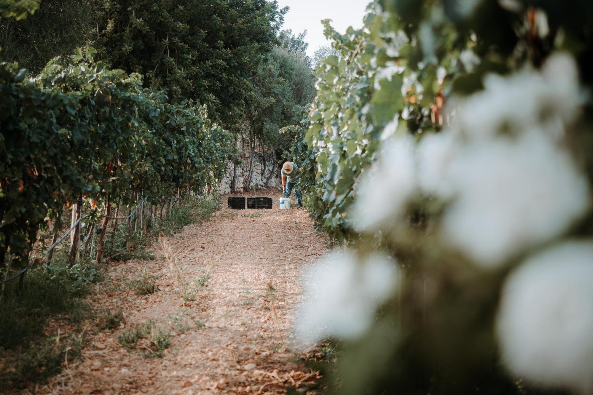 Finca Es Cabas Santa Maria del Cami  Kültér fotó